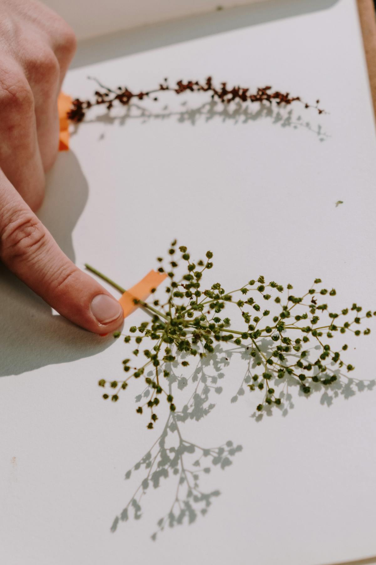 Mains pressant des plantes séchées sur une feuille — herbier botanique