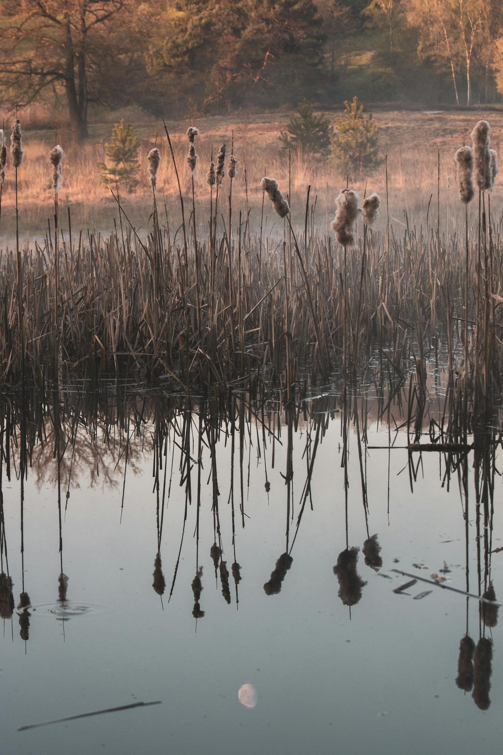 Roseaux et reflets sur un étang à l’aube, ambiance marécage
