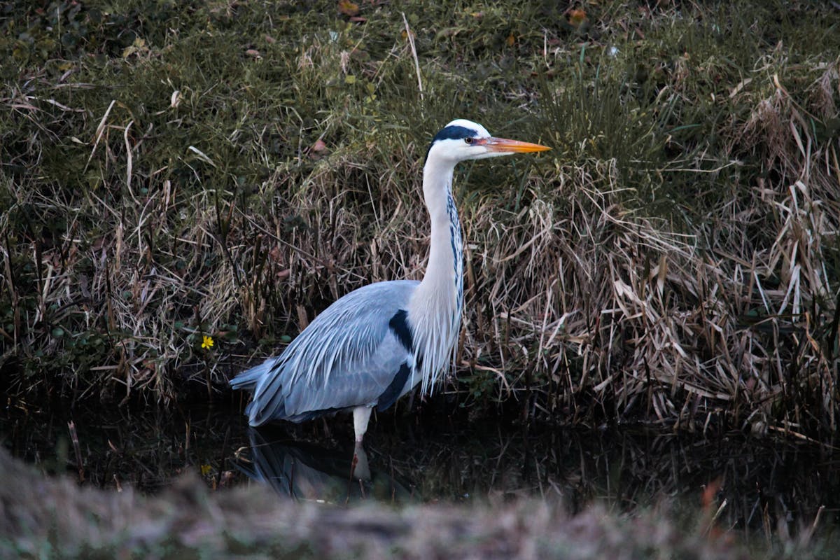 Héron cendré au bord de l’eau, à l’affût parmi les roseaux